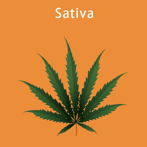 Sativa