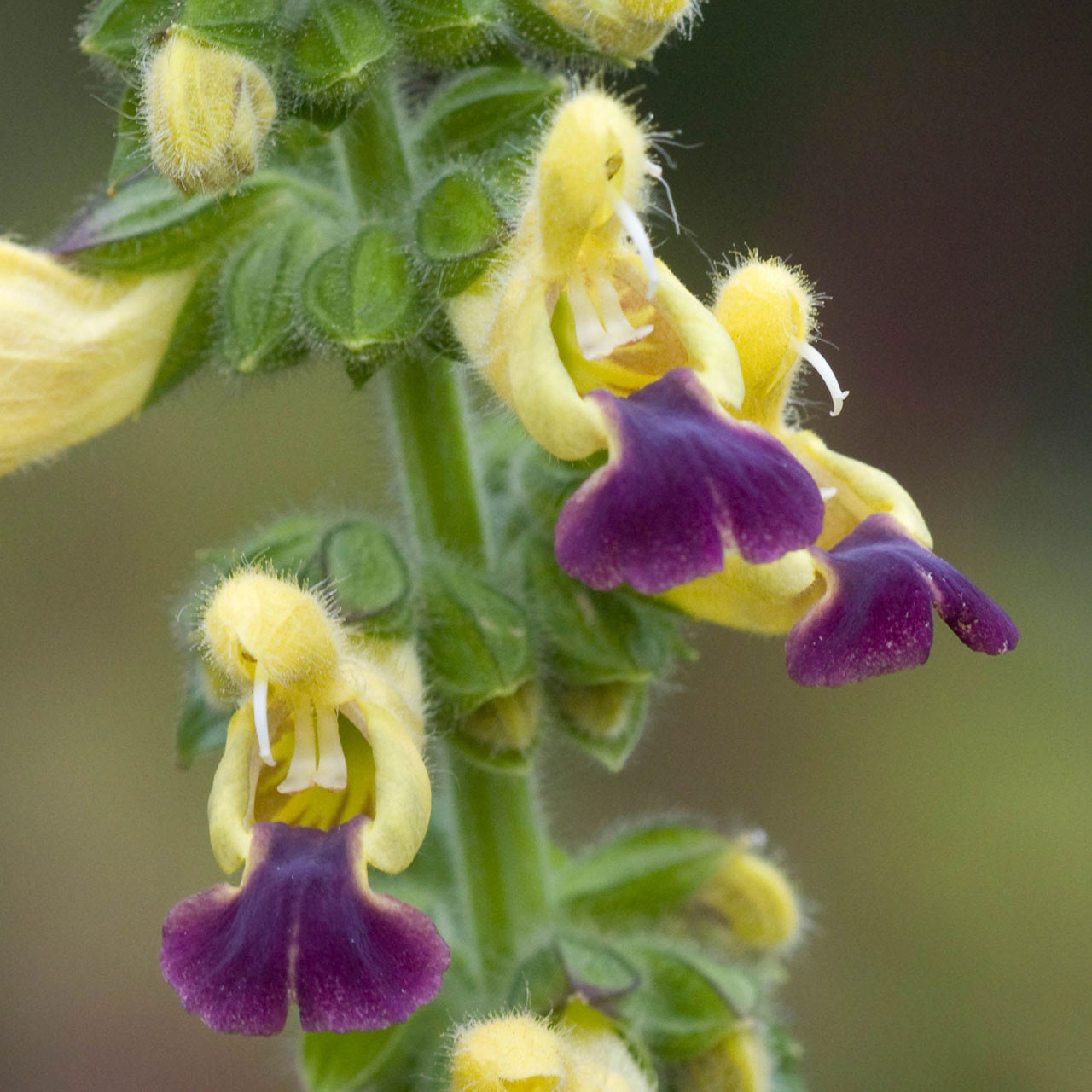 Salvia bulleyana Blue Lips Parkers Wholesale