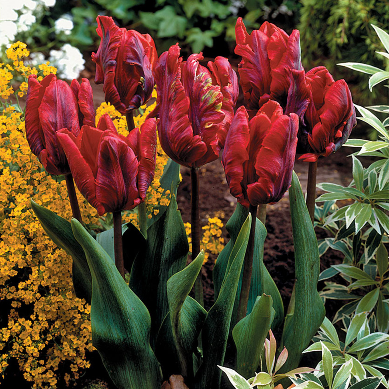 Buy premium quality Tulip Rococo 11/12cm from Dutch Bulbs