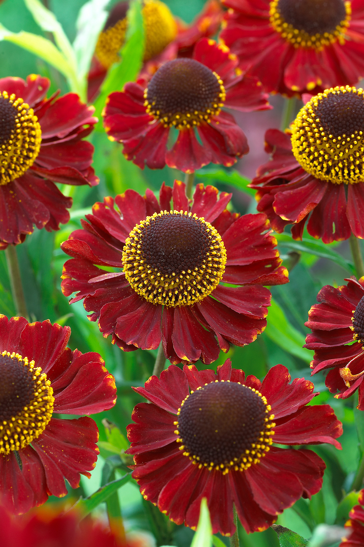 Helenium Ruby Tuesday | Parkers Wholesale