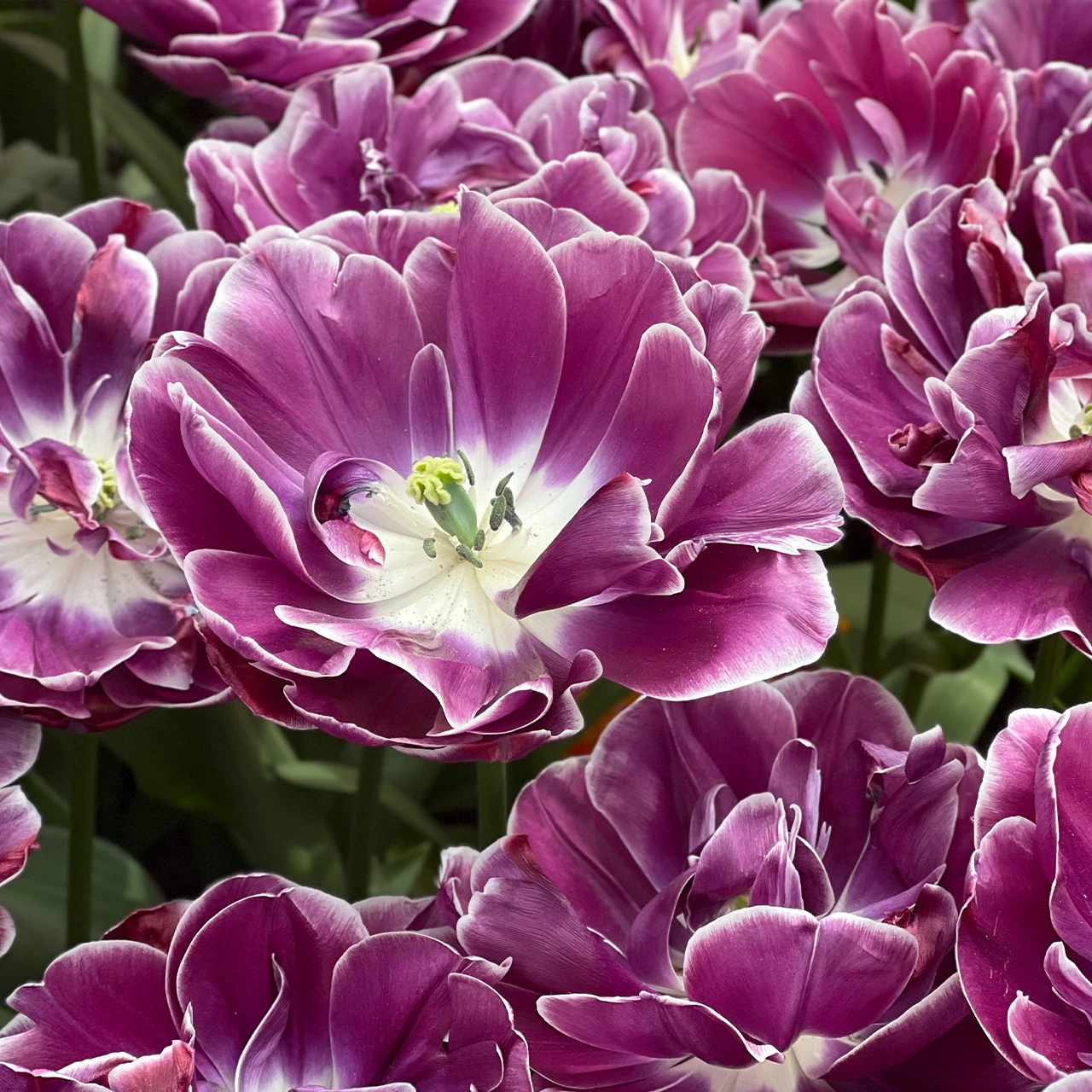 Buy premium quality Tulip Dream Touch 10/12cm from Dutch Bulbs