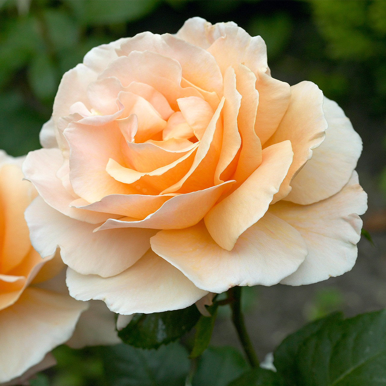 Rose Just Joey J Parker Dutch Bulbs (Wholesale) Ltd. (B2B)