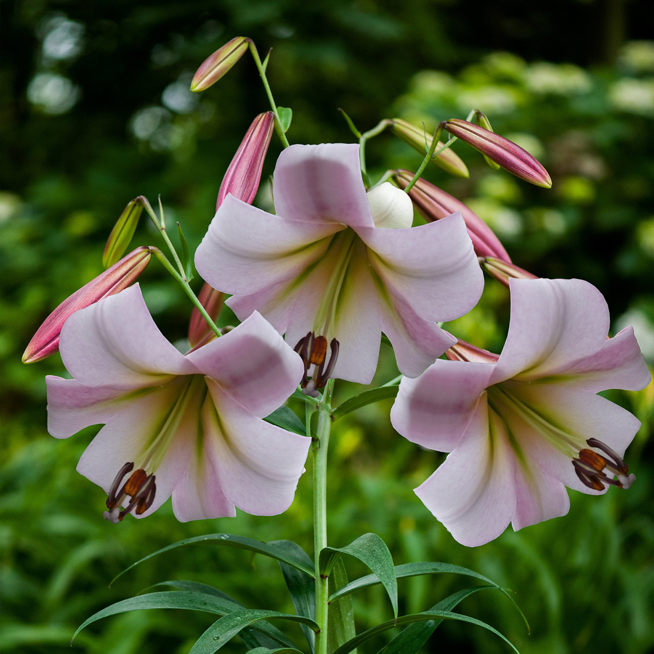 Lilium Eastern Moon J Parker Dutch Bulbs (Wholesale) Ltd. (B2B)