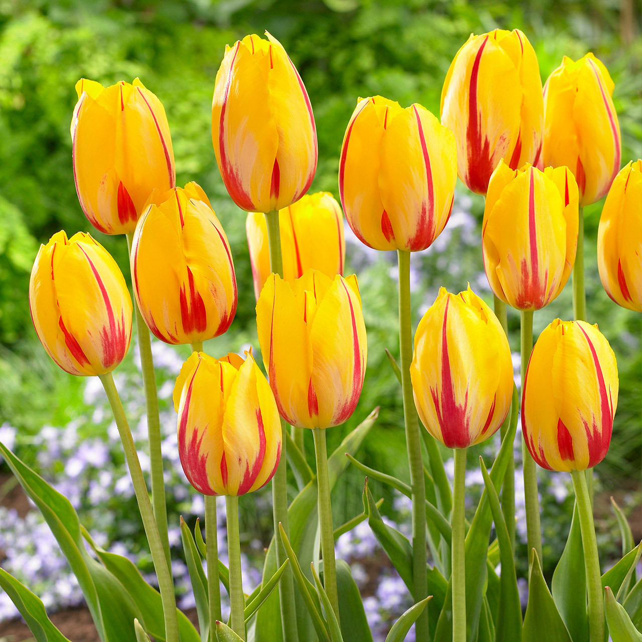 Buy premium quality Tulip &lsquo;La Courtine&rsquo; 10/12cm from Dutch Bulbs