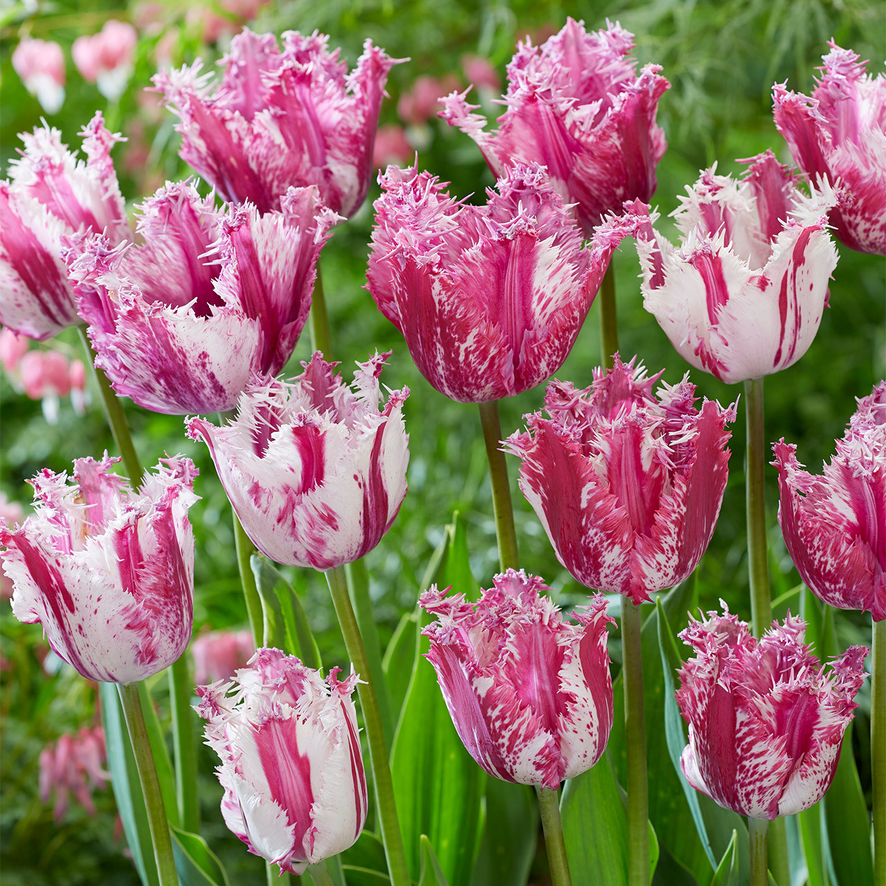 Buy premium quality Tulip 'Purple Circus' 10/12cm from Dutch Bulbs