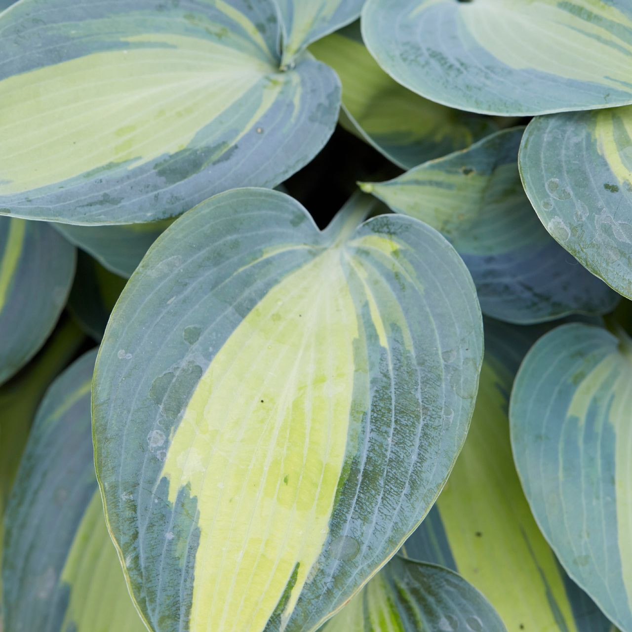 Buy premium-quality Hosta Catherine from Dutch Bulbs