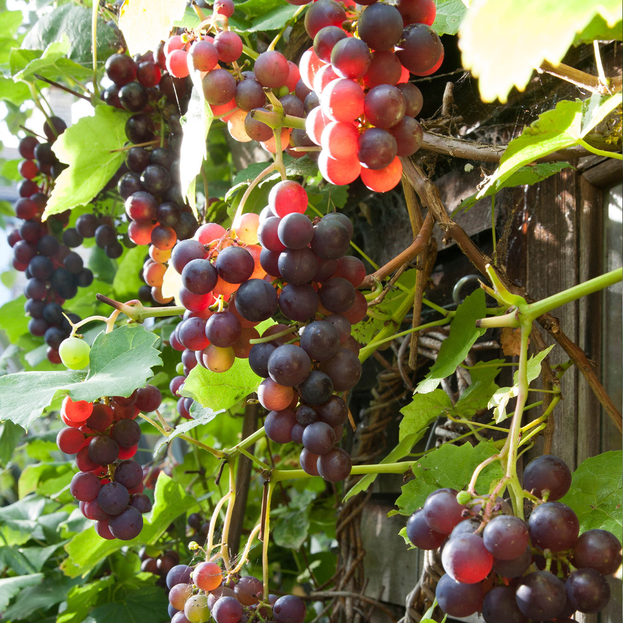 Vitis - Grape Vines