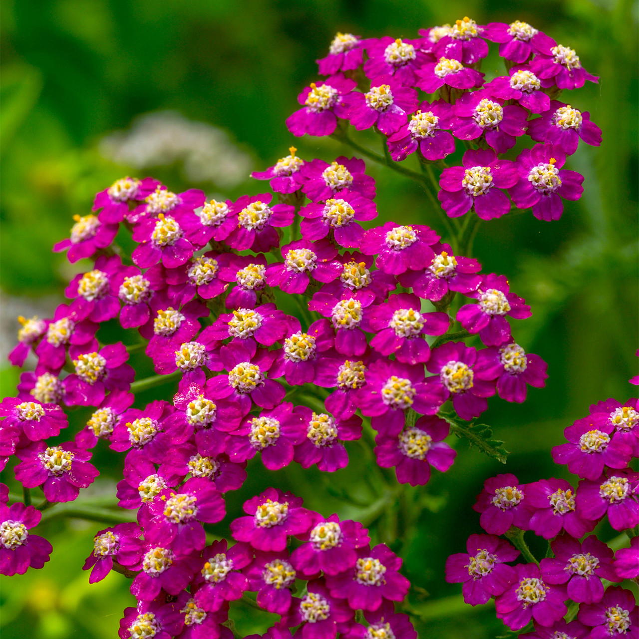  250 PINK CERISE QUEEN YARROW Achillea Millefolium