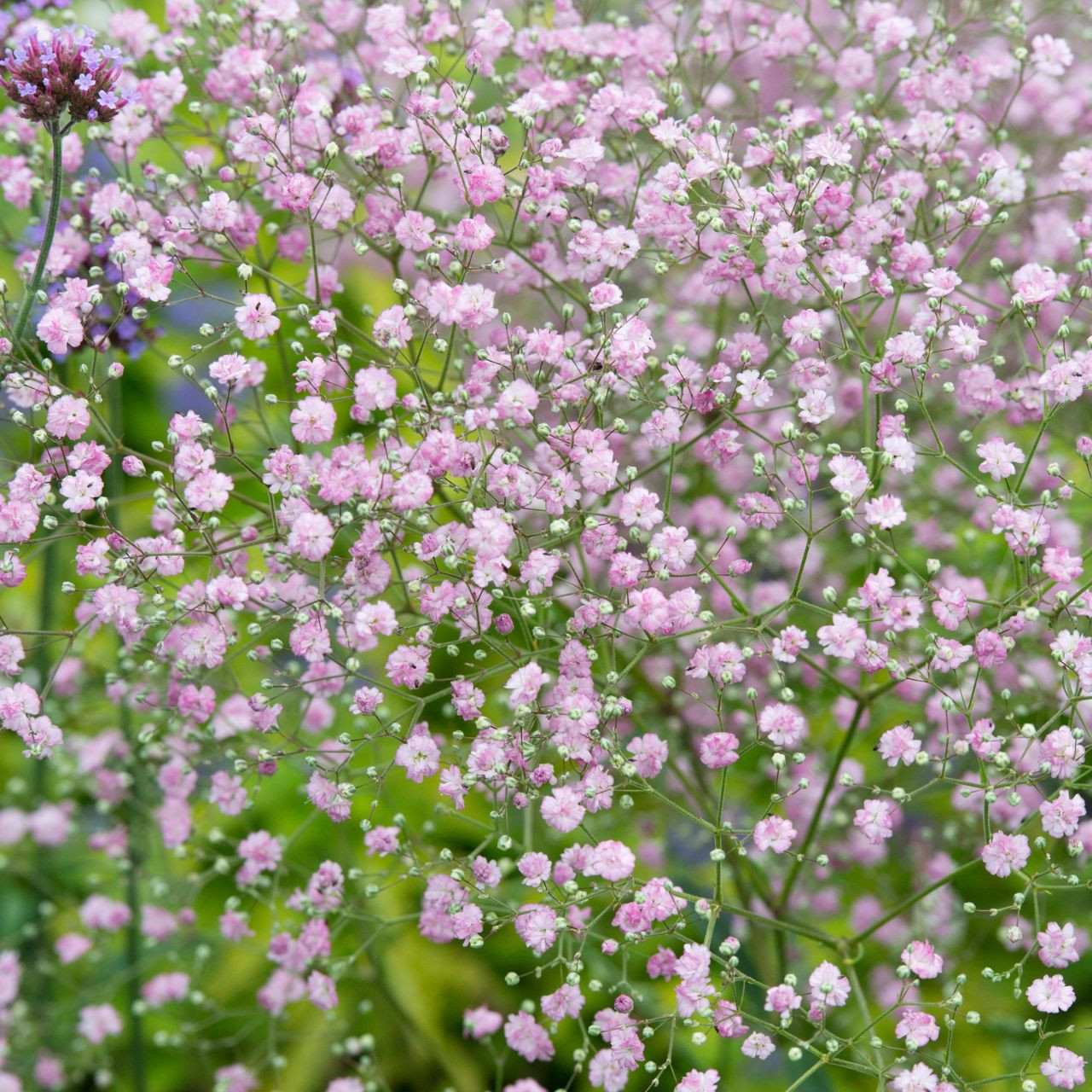 Gypsophila Paniculata Pink Peach Color Preserved Bunch – Sprout Home