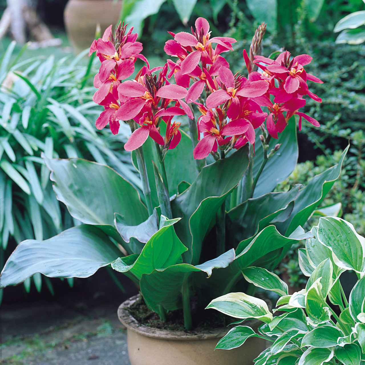 How to Deadhead Canna Lilies