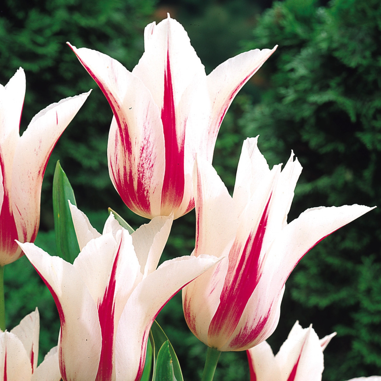 Tulip Marilyn