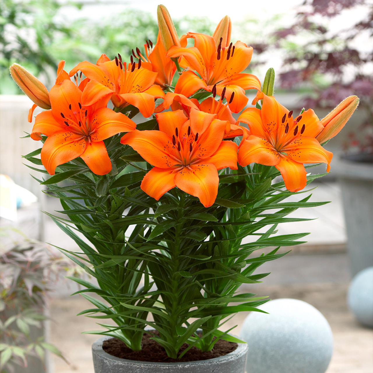 lily⭐︎ Lily Victory Joy | J Parker Dutch Bulbs