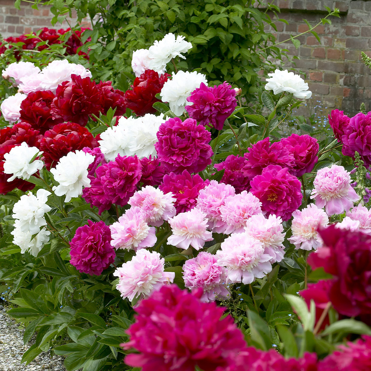 Peonies　ピオーニ Peony Mix | J Parker Dutch Bulbs