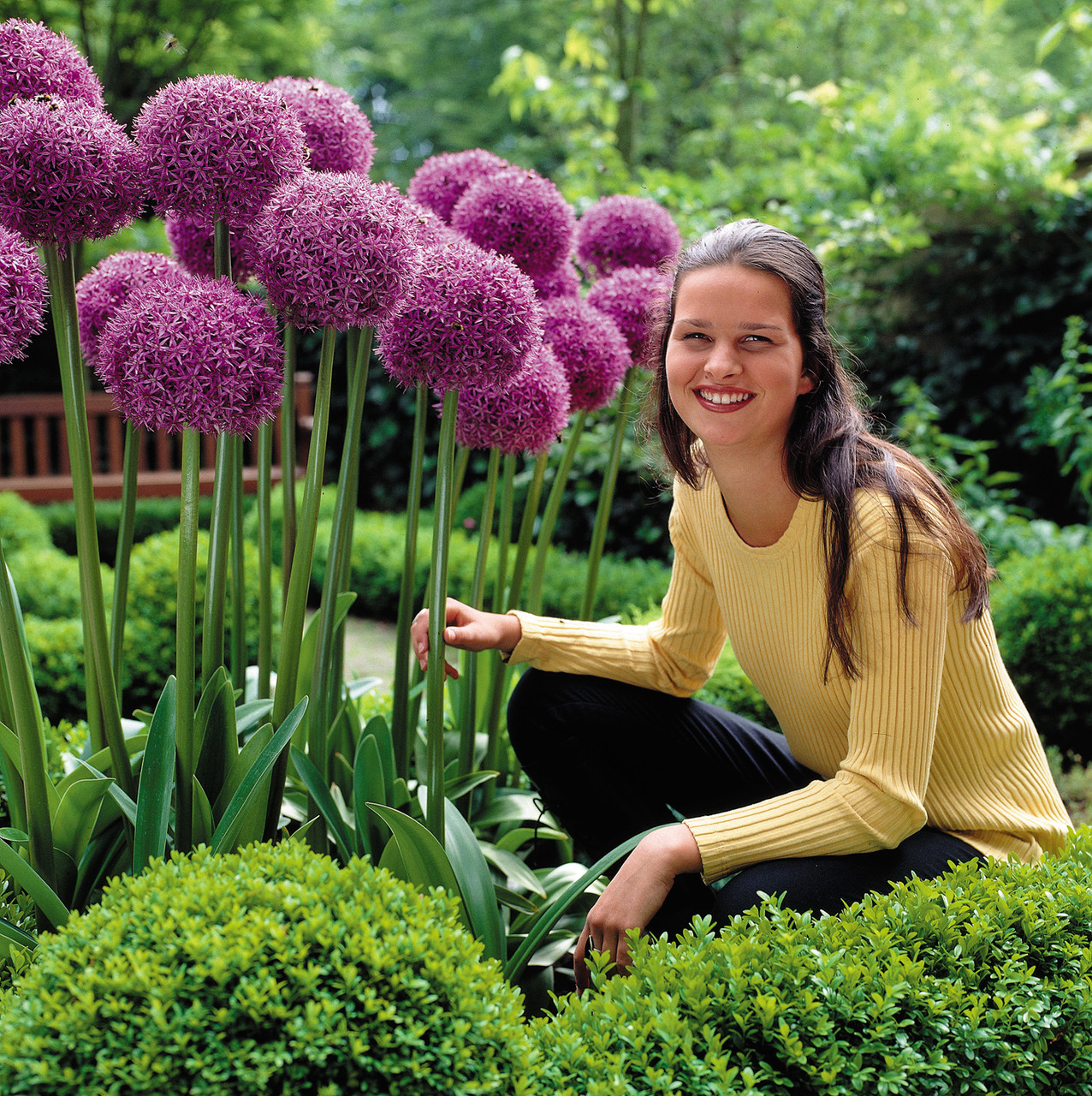 Allium Globemaster 20cm+