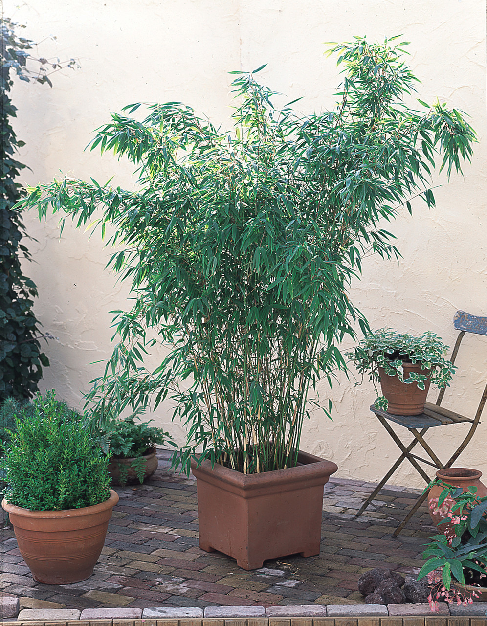 Fargesia murieliae (Hardy Bamboo) | Parkers Wholesale