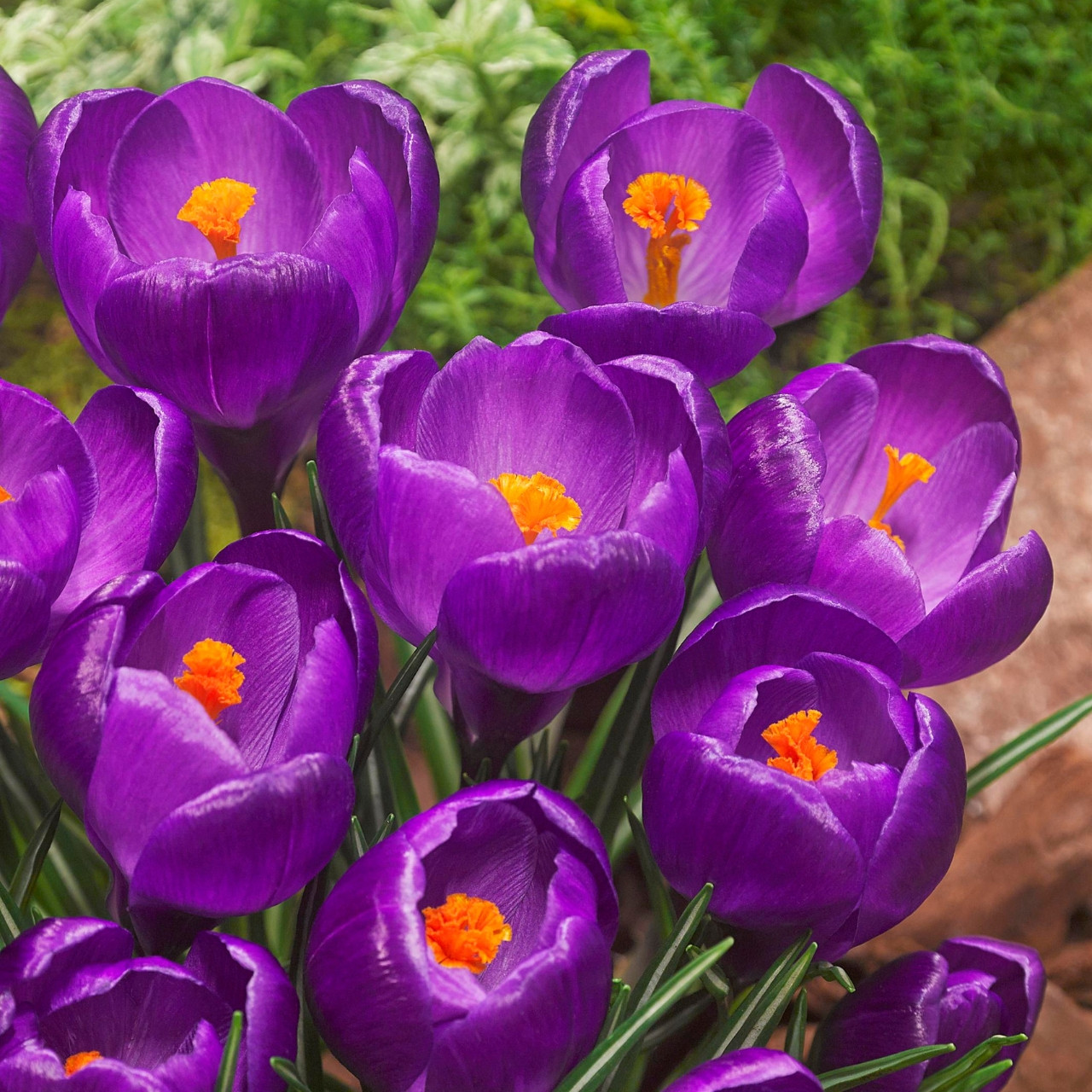 Луковичные цветы крокусы