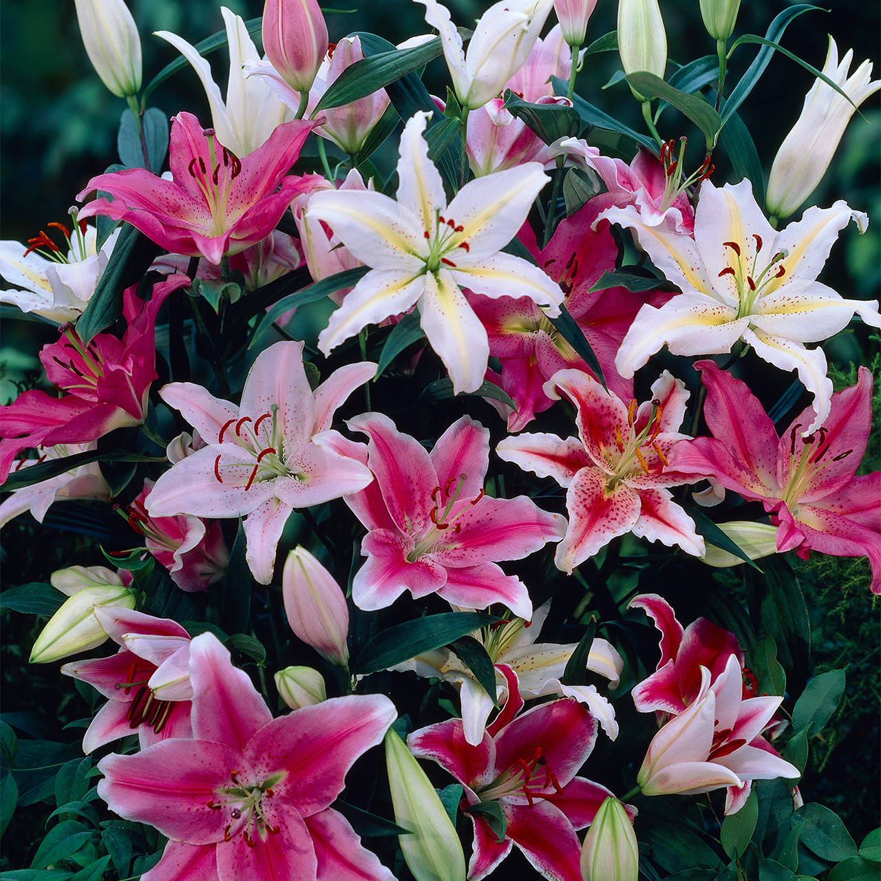 Lilium Mixed Oriental 16-18cm - J Parker Dutch Bulbs (Wholesale