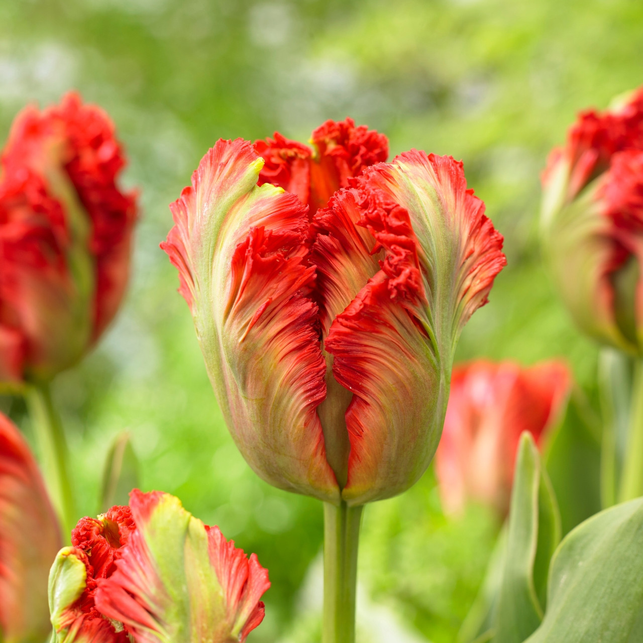 Buy premium quality Tulip Exotic Parrot 10/12cm from Dutch Bulbs