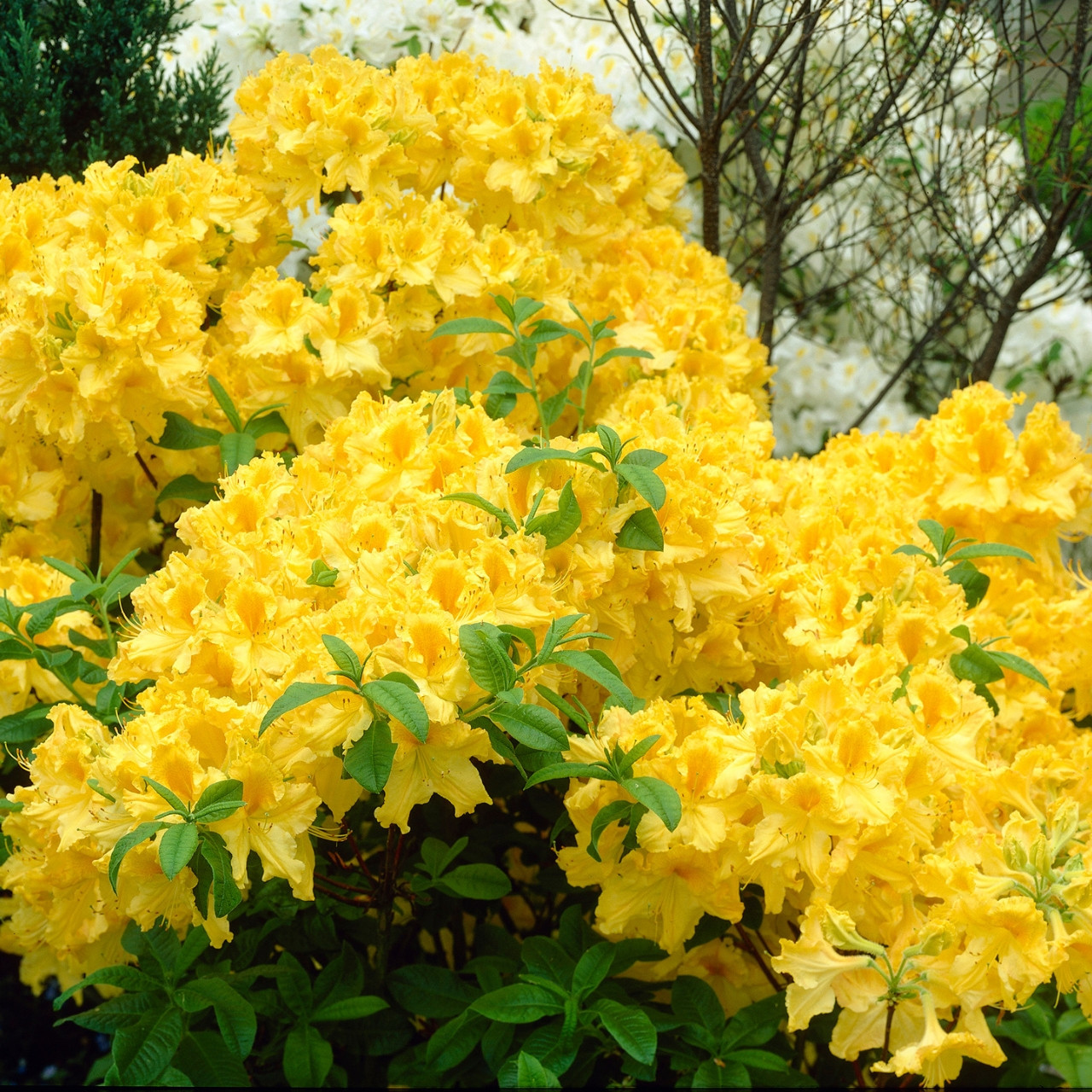 Azalea Anneke | Parkers Wholesale