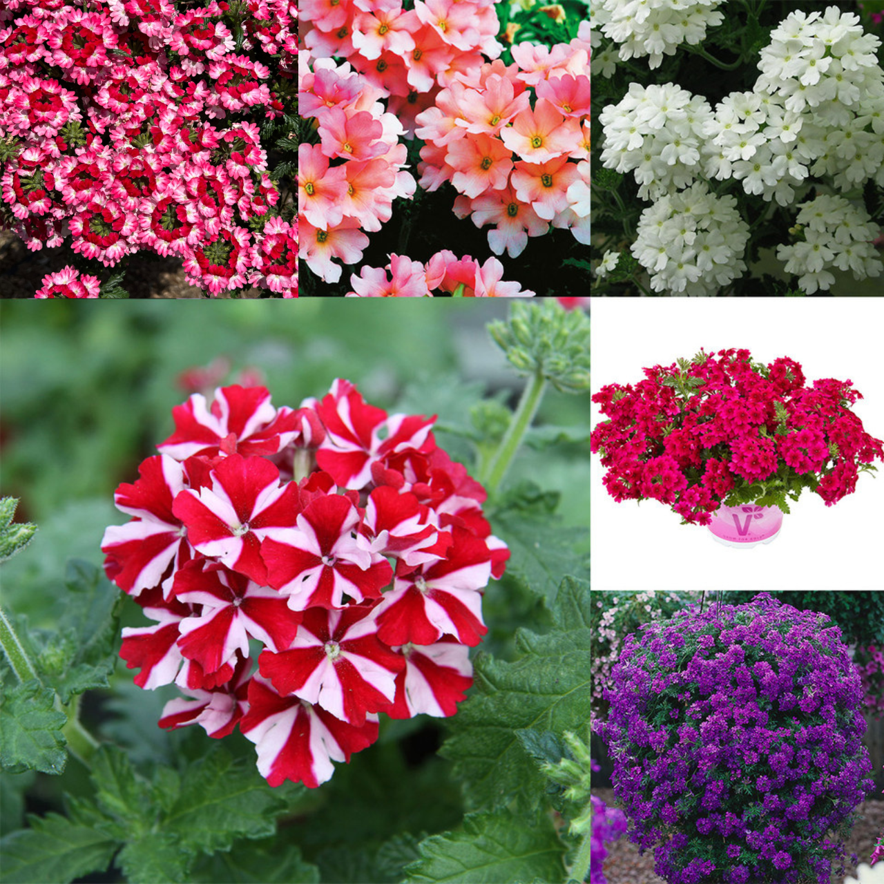 Verbena Samira Collection | J Parker Dutch Bulbs