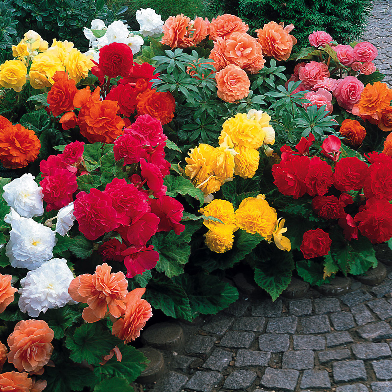 Shop 60 Begonia Non-Stop Mixed (Garden Ready) | J. Parker's