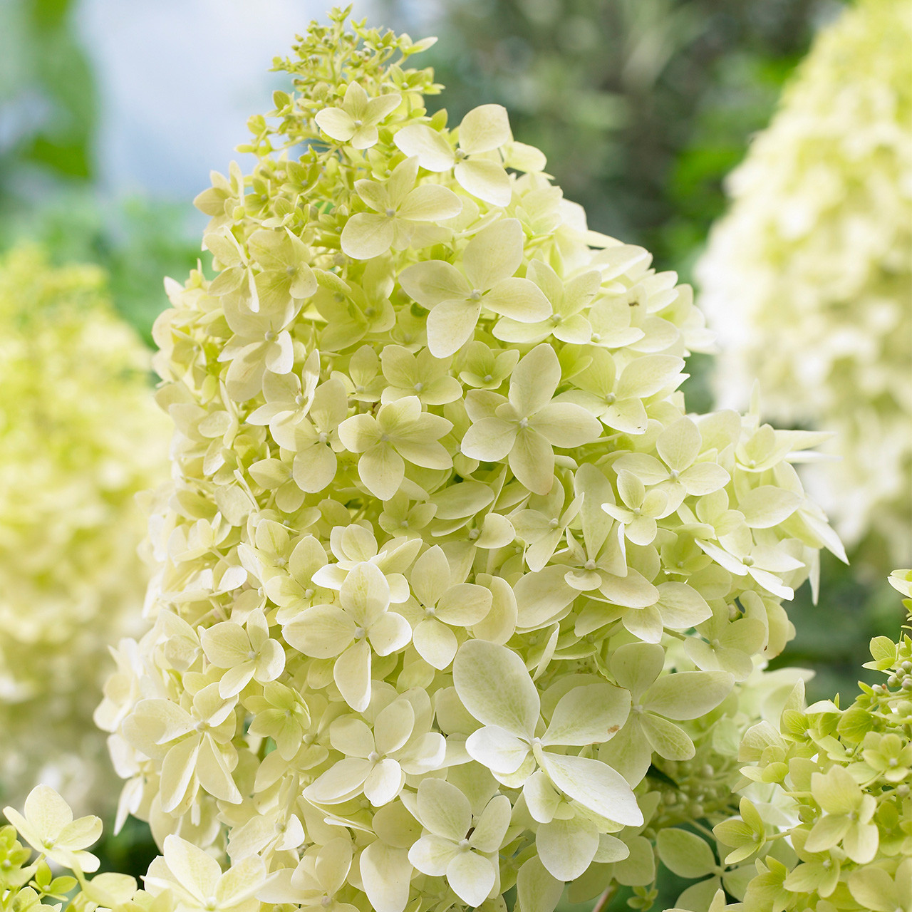 Buy premium-quality Hydrangea paniculata 'Phantom' from Dutch Bulbs