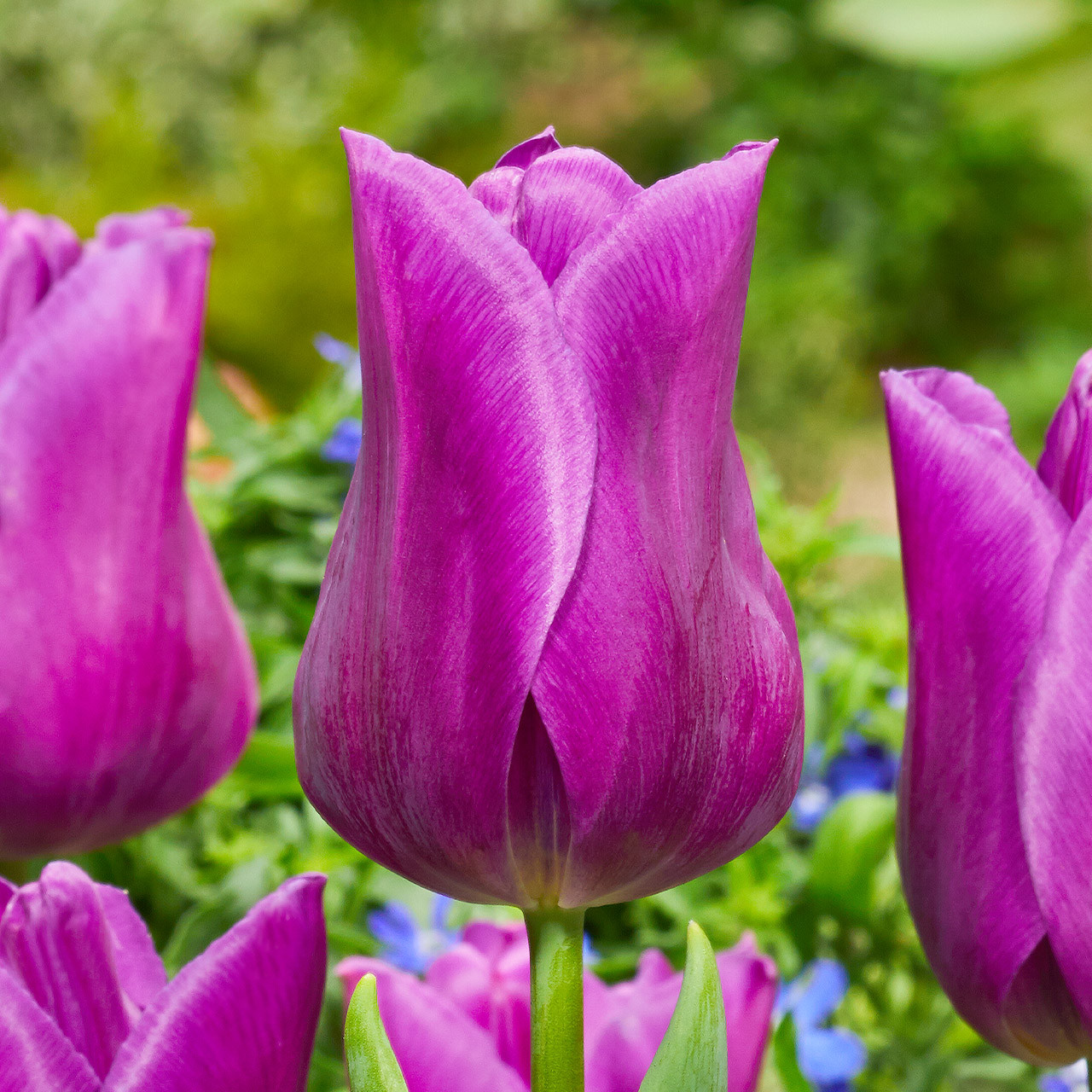 Buy premium quality Tulip 'Passionale'10/12cm from Dutch Bulbs