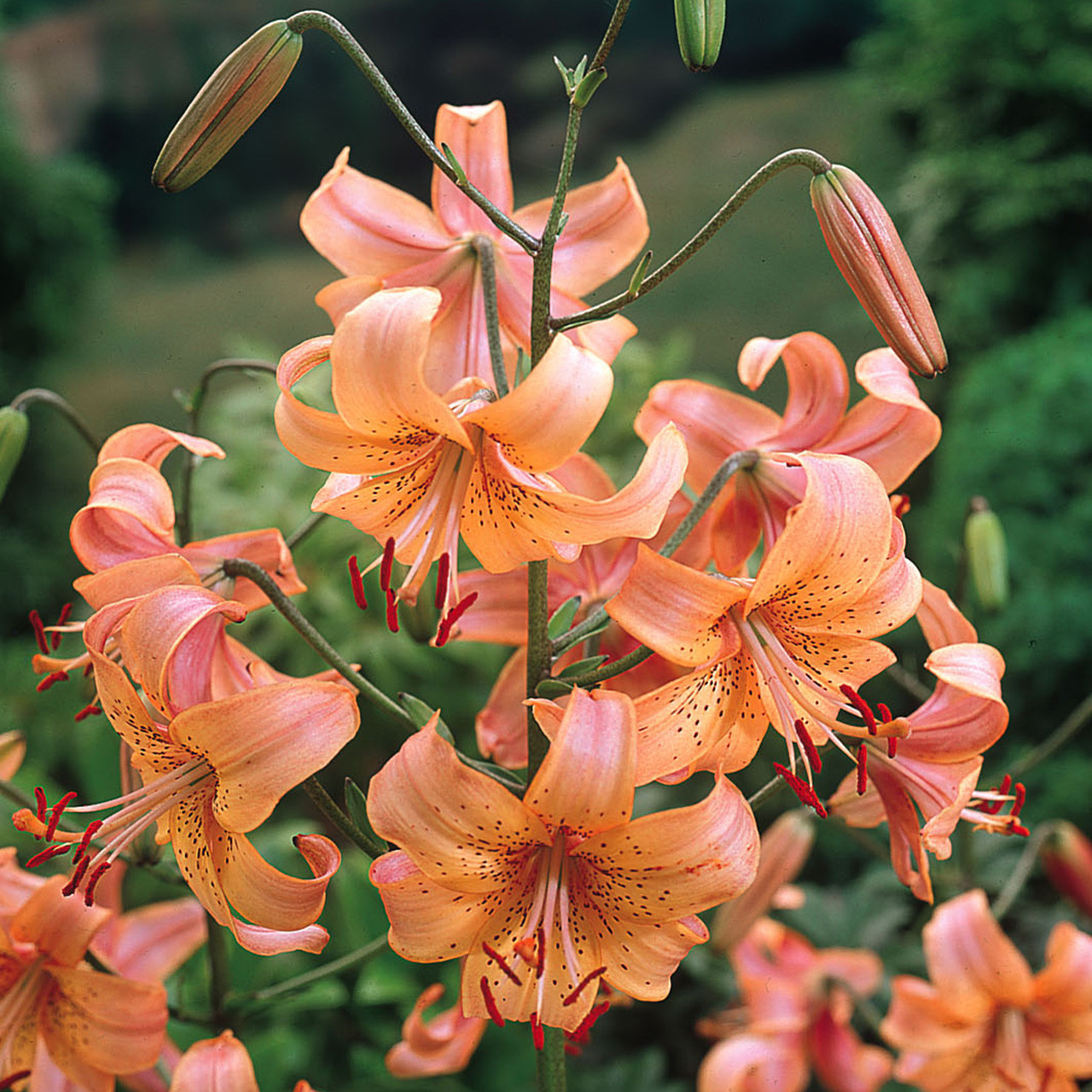 Lilium Pink Tiger (14/16cm) J Parker Dutch Bulbs (Wholesale) Ltd. (B2B)
