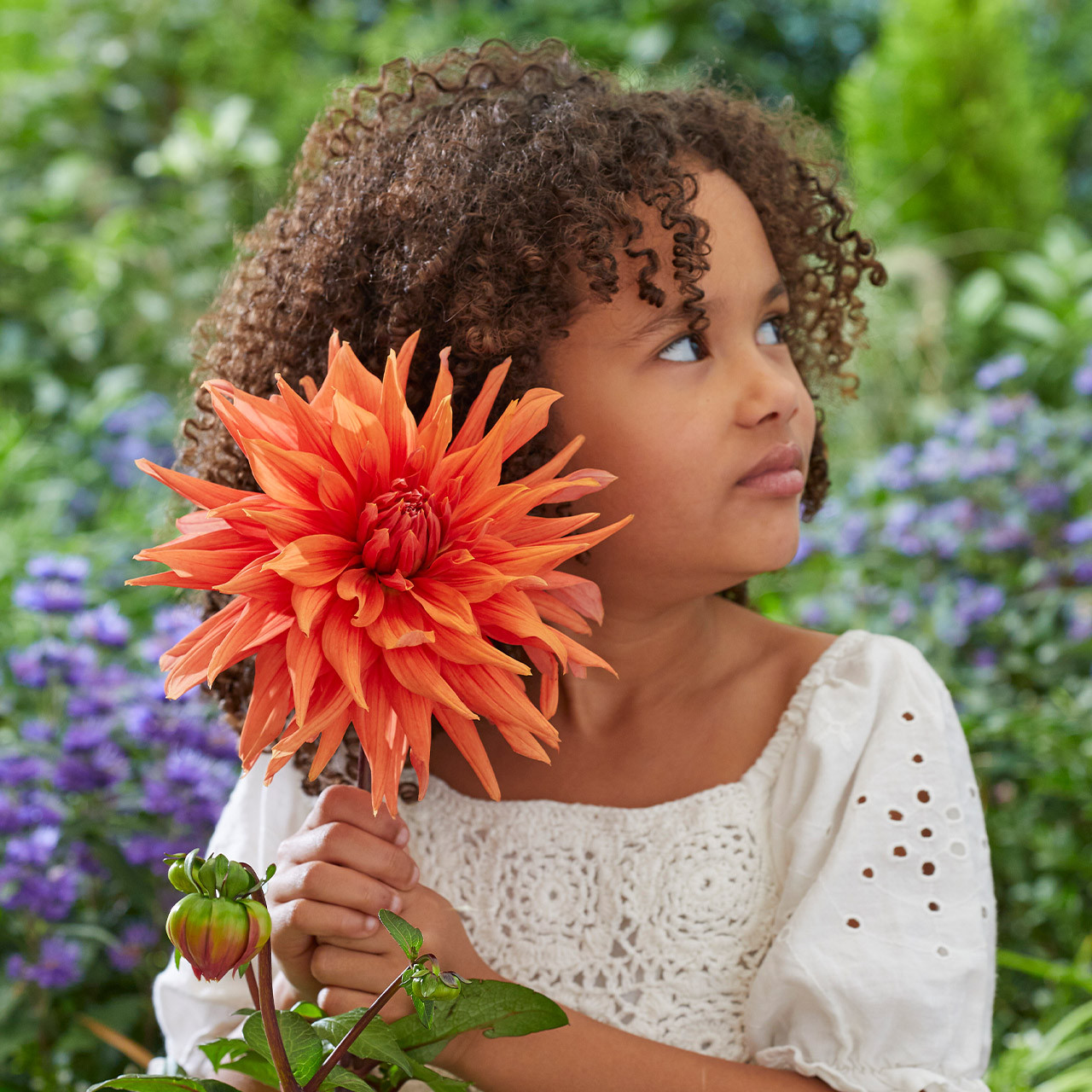 Buy Premium Quality Dahlia Color Spectacle From Dutch Bulbs Buy Premium Quality Dahlia Color Spectacle From Dutch Bulbs