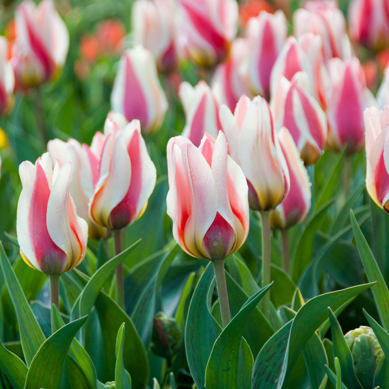 Buy premium-quality Mary Ann from Dutch Bulbs