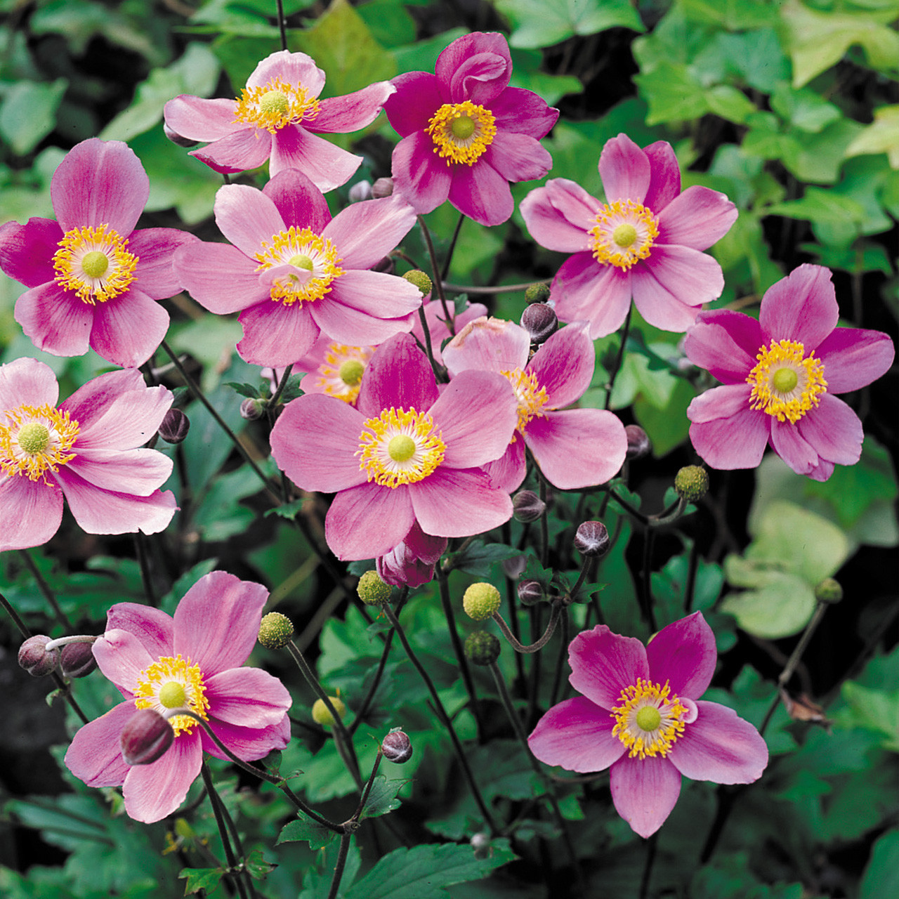 Buy premium-quality Anemone x hybrida 'September Charm' from Dutch
