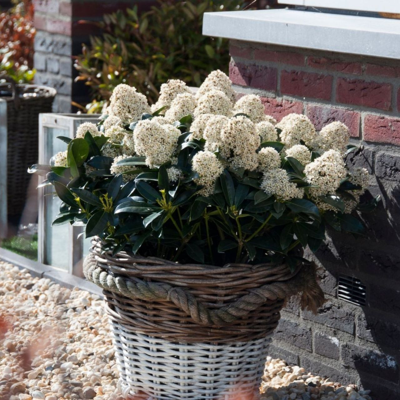 Skimmia Du Japon 'Fragrant Cloud' - Jardin Du Pic Vert
