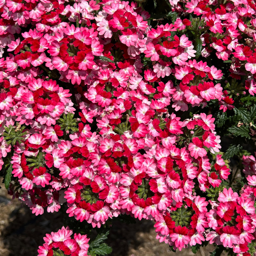 Buy premium quality Verbena Samira Pink Wing from Dutch Bulbs