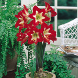 Amaryllis Naughty Girl 30cm+ Amaryllis Naughty Girl 30cm+
