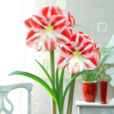 Amaryllis Clown 30cm+
