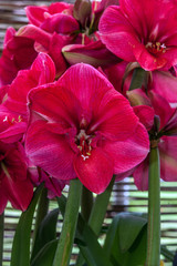 Amaryllis Hercules 30cm+