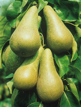 Pear Conference