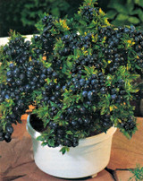 Blueberry corymbosum (tophat)