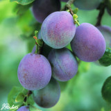 Plum Marjorie's Seedling