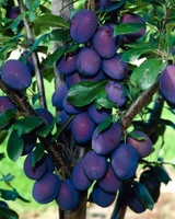 Plum Damson Merryweather