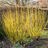 Cornus Yellow Flaviramea