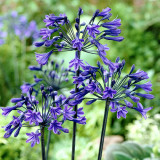 Agapanthus Back In Black