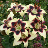 Lilium Patricia's Pride