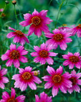 Coreopsis Heaven's Gate