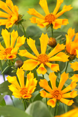 Coreopsis Zamphir