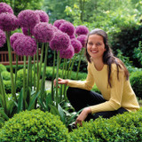 Allium Ambassador 20cm+ Allium Ambassador 20cm+