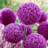 Allium Ambassador 20cm+ Allium Ambassador 20cm+