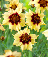 Coreopsis Autumn Blush
