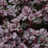 Heuchera Midnight Rose