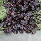 Heuchera Midnight Rose